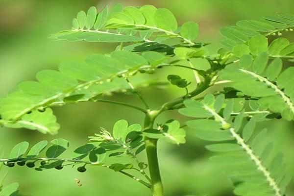 Chi họ diệp hạ châu thế nào?