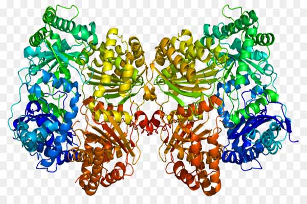 Cơ chế tác dụng của enzyme, hoạt động như thế nào?