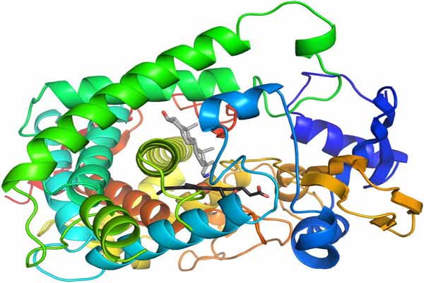Tim hiểu: Enzyme là gì?