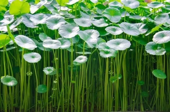 Ăn rau má nhiều có tốt không?