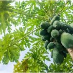 Phương pháp thu nhận enzyme papain từ thiên nhiên thế nào?
