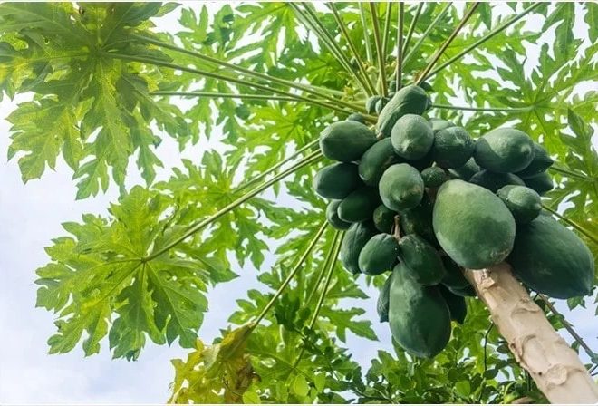 Phương pháp thu nhận enzyme papain từ thiên nhiên thế nào?